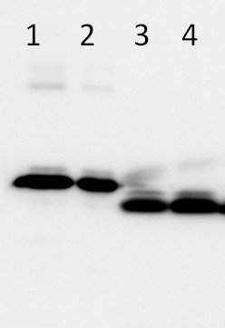 western blot using anti-LHCSR3 antibodies